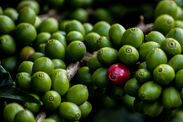 ක්ලෝරොජෙනික් අම්ලය (Chlorogenic acid) යනු කුමක්ද